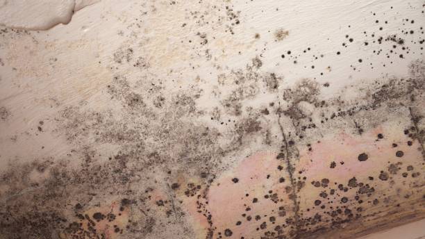 Professional Mold Removal in Shady Spring, WV